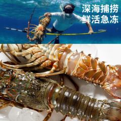 印尼小青龙虾1斤/2只超大龙虾 花龙海鲜水产冷冻大虾