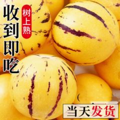 初灿云南人参果圆果树上熟人生果水果当季孕妇新鲜大果清甜整箱 A级品质8斤 圆果 超值商超果