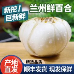 兰州百合新鲜甜百合食用甜百合根茎类蔬菜百合白百合 1斤装精品四皇【每斤16颗】