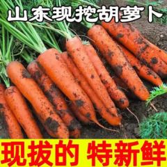 鲜胡萝卜当季农家自种萝卜脆爽多汁水果蔬菜 新鲜胡萝卜 2斤 带箱