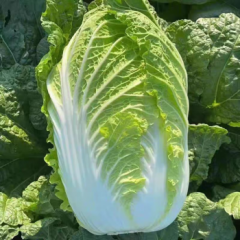 山东精品大白菜 净果4斤 单颗3斤起 时令蔬菜 源头直发包邮